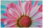 (image for) Pink Daisy